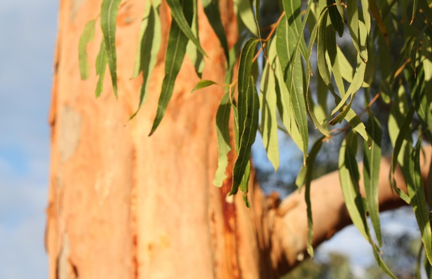 Some Things Changes - A Eucalyptus Tree